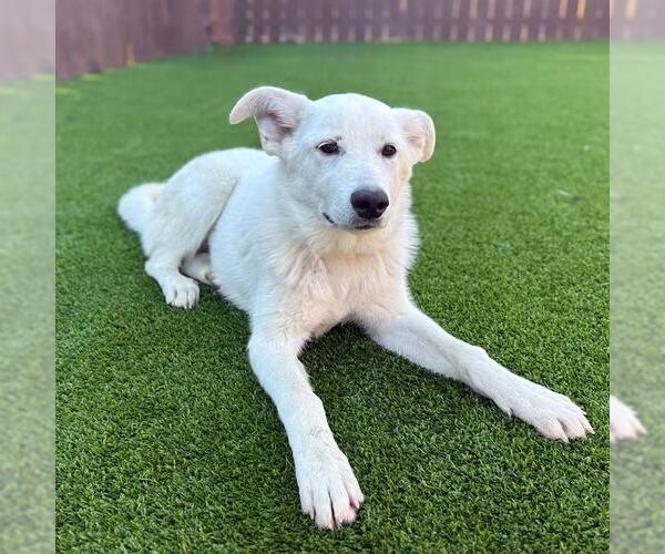 Medium Photo #7 Labrador Retriever-Unknown Mix Puppy For Sale in San Diego, CA, USA