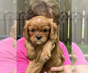 Cavalier King Charles Spaniel Puppy for sale in SAN LEANNA, TX, USA