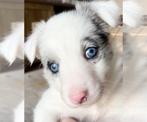 Border Collie Puppy for sale in HOOD RIVER, OR, USA