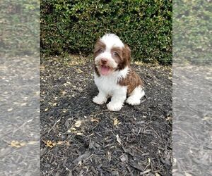 Havanese Puppy for sale in GREENWOOD, IN, USA