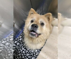 Chow Chow Dogs for adoption in Fairbanks, AK, USA