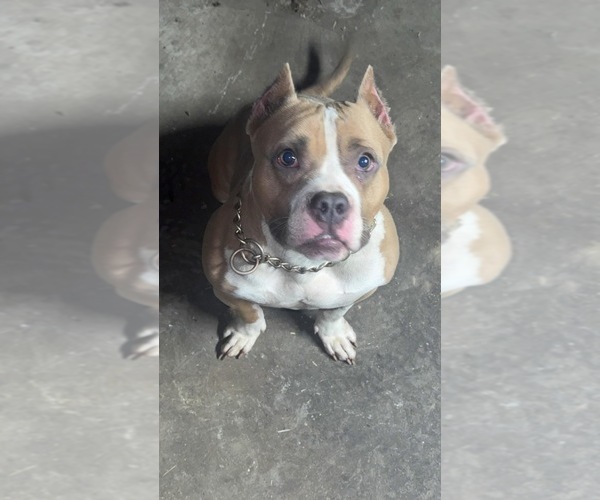 Medium Photo #1 American Bully Puppy For Sale in JACKSONVILLE, IL, USA