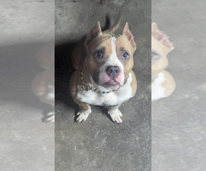 Mother of the American Bully puppies born on 02/28/2026