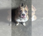 Small Photo #1 American Bully Puppy For Sale in JACKSONVILLE, IL, USA