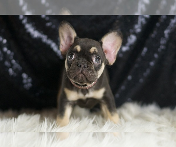 Medium Photo #19 French Bulldog Puppy For Sale in WARSAW, IN, USA