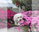 Small #6 Coton de Tulear