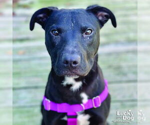 Labrador Retriever-Unknown Mix Dogs for adoption in Washington, DC, USA