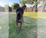 Small American Pit Bull Terrier Mix
