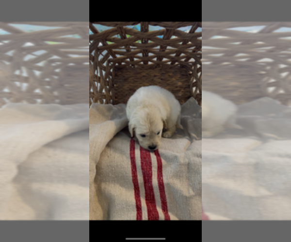 Medium Photo #11 Golden Retriever Puppy For Sale in MERCED, CA, USA