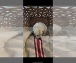 Small #10 Golden Retriever