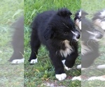 Small Photo #23 Australian Shepherd Puppy For Sale in ACTON, CA, USA
