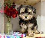 Small #8 Morkie