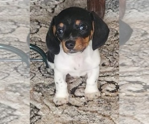 Dachshund Puppy for sale in IPSWICH, MA, USA