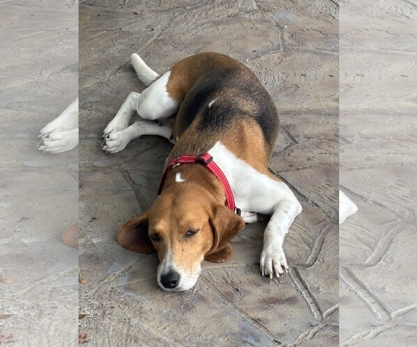 Medium Photo #1 Beagle Puppy For Sale in Tampa, FL, USA