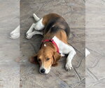 Small Beagle