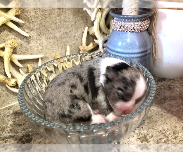 Medium Photo #1 Chihuahua Puppy For Sale in SHERMAN, TX, USA
