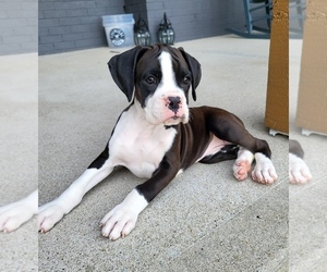 Boxer Puppy for sale in FRANKLIN, IN, USA