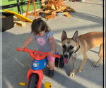 Small #3 German Shepherd Dog Mix