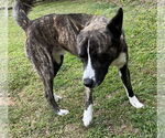 Small #2 Akita-Border Collie Mix