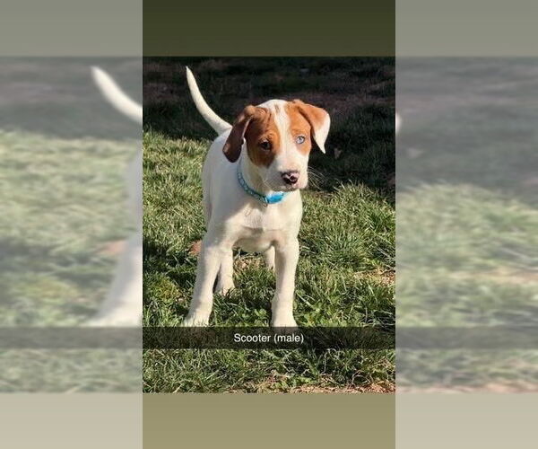 Medium Photo #1 American Foxhound-Catahoula Leopard Dog Mix Puppy For Sale in Aurora, IN, USA