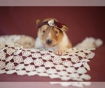 Small Photo #2 Collie Puppy For Sale in PILOT, VA, USA