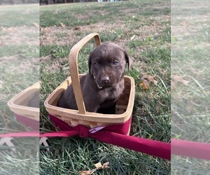 Labrador Retriever Puppy for sale in AMHERST, VA, USA