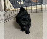 Small #3 ShihPoo