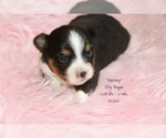 Small Photo #24 Aussie-Corgi Puppy For Sale in LIND, WA, USA
