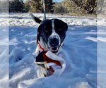 Small Photo #10 Border Collie-Unknown Mix Puppy For Sale in Kanab, UT, USA
