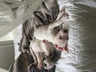 Small Photo #13 Dogo Argentino Puppy For Sale in LUTZ, FL, USA