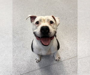 American Bulldog Dogs for adoption in Toronto, Ontario, Canada