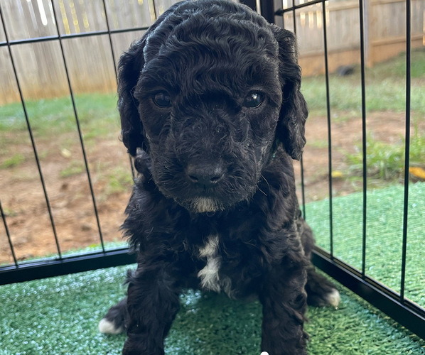 Medium Photo #2 Goldendoodle (Miniature) Puppy For Sale in NASHVILLE, TN, USA