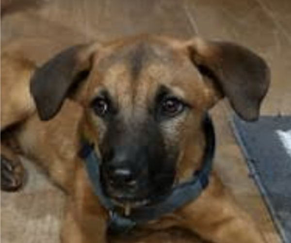 Medium Photo #1 Mastiff-Unknown Mix Puppy For Sale in San Ramon, CA, USA