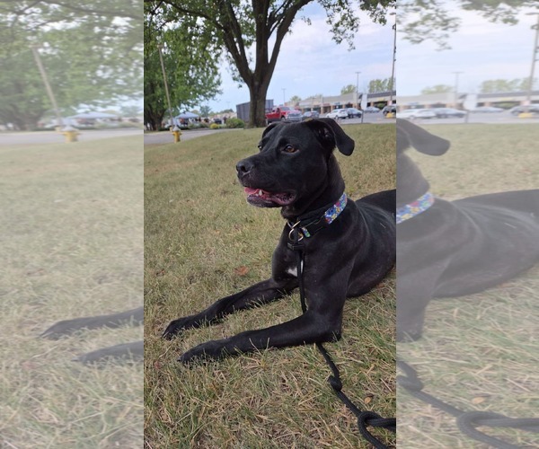 Medium Photo #7 Labrador Retriever-Unknown Mix Puppy For Sale in Germantown, OH, USA