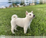 Small Photo #7 Shiba Inu Puppy For Sale in RIO RANCHO, NM, USA