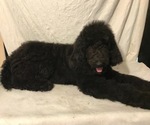 Small Photo #6 Poodle (Standard) Puppy For Sale in ABBEVILLE, LA, USA