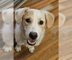 Small #1 Canadian Eskimo Dog Mix