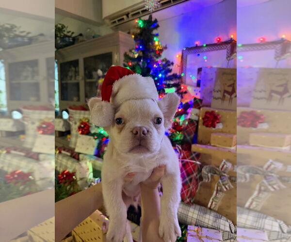 Medium Photo #5 French Bulldog Puppy For Sale in Fair Oaks, CA, USA