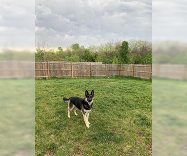 Medium Photo #7 German Shepherd Dog Puppy For Sale in Kansas City, MO, USA