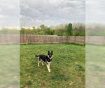 Small #6 German Shepherd Dog