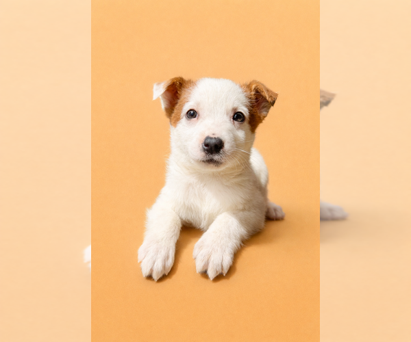Medium Photo #2 Australian Cattle Dog Puppy For Sale in GREENFIELD, IN, USA