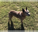 Small Photo #2 Australian Cattle Dog Puppy For Sale in CHAUNCEY, GA, USA