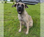 Small #4 Mastiff