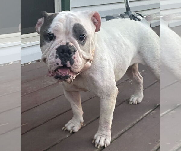 Medium Photo #3 Bulldog-Unknown Mix Puppy For Sale in Brooklyn Center, MN, USA