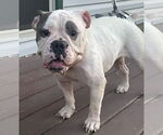 Small #2 Bulldog Mix