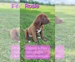 Puppy Rosie Labrador Retriever-Saint Bernard Mix