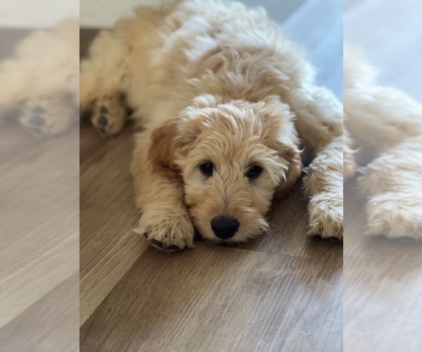 Medium Photo #6 Goldendoodle Puppy For Sale in SAN DIEGO, CA, USA