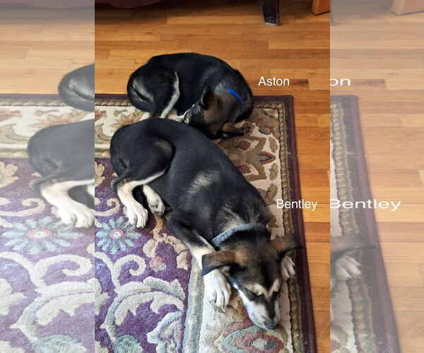 Medium Photo #3 Siberian Husky-Unknown Mix Puppy For Sale in Cedar Crest, NM, USA