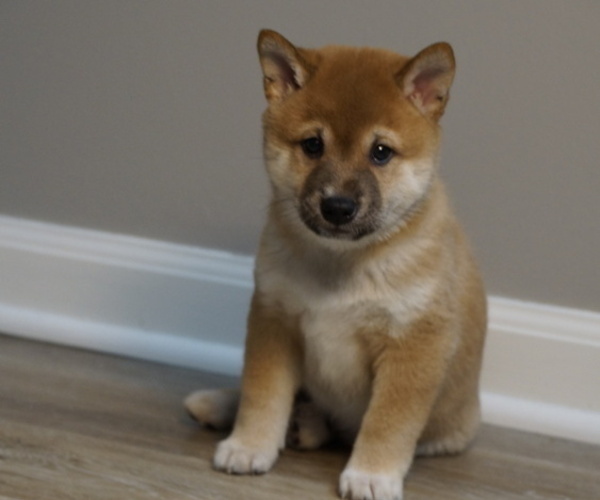 Medium Photo #11 Shiba Inu Puppy For Sale in CARPENTERSVILLE, IL, USA