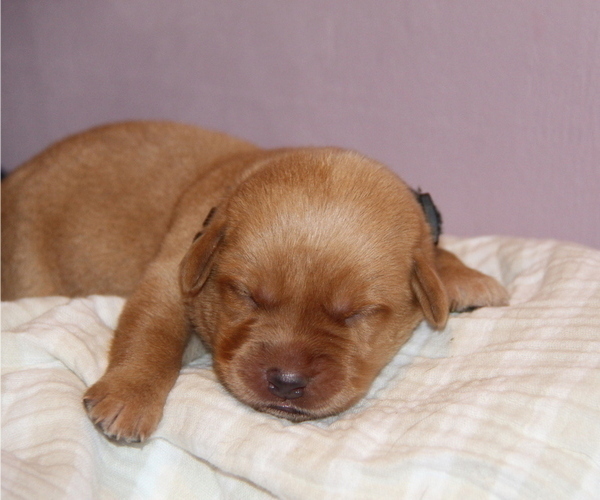 Medium Photo #57 Labrador Retriever Puppy For Sale in HYDE PARK, VT, USA